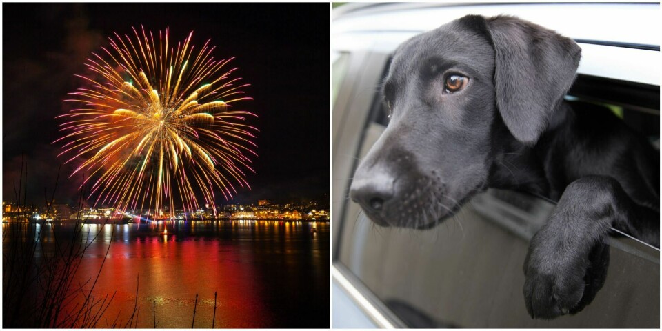 Fyrverkeri kan gjøre hunder og andre kjæledyr redde på nyttårsaften. Illustrasjonsfoto: Hund, nyttårsaften, fyrverkeri, dyr. Illustrasjonsfoto. Montasje.