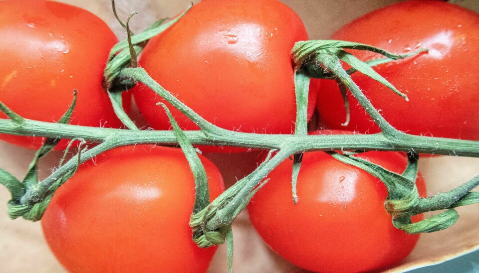 De første norske tomatene for sesongen er å finne i enkelte butikker. Det smittsomme tomatbrunflekkviruset er påvist i Norge for første gang. Foto: Gorm Kallestad / NTB
