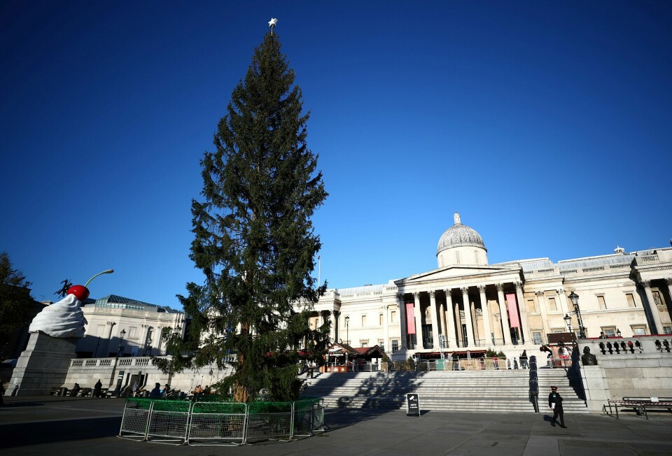 Fra Østmarka til Trafalgar Square: Visstnok verdens verste juletre ever, ifølge noen og Oslo Høyre. Fra Østmarka til Trafalgar Square: Visstnok verdens verste juletre ever, ifølge noen og Oslo Høyre.