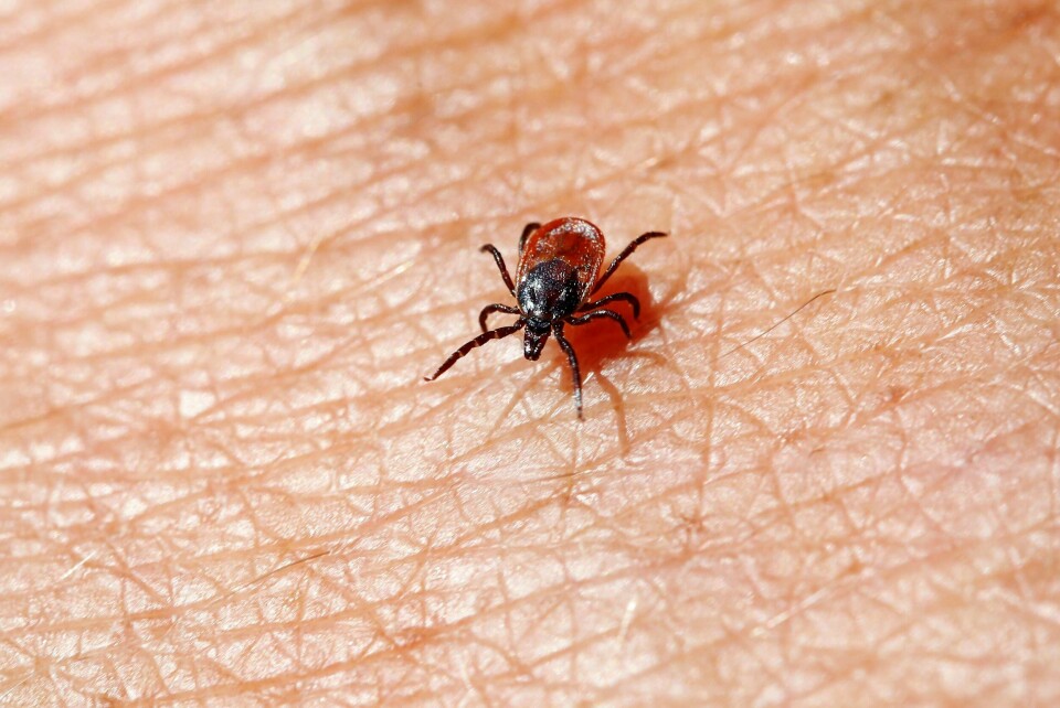 TBE-viruset er farlig, og det finnes ingen behandling som tar knekken på det. En vaksine kan imidlertid forebygge. Bildet er et ekstremt nærbilde av en flått som går på lys hud. Illustrasjonsfoto: Erlend Aas / NTB