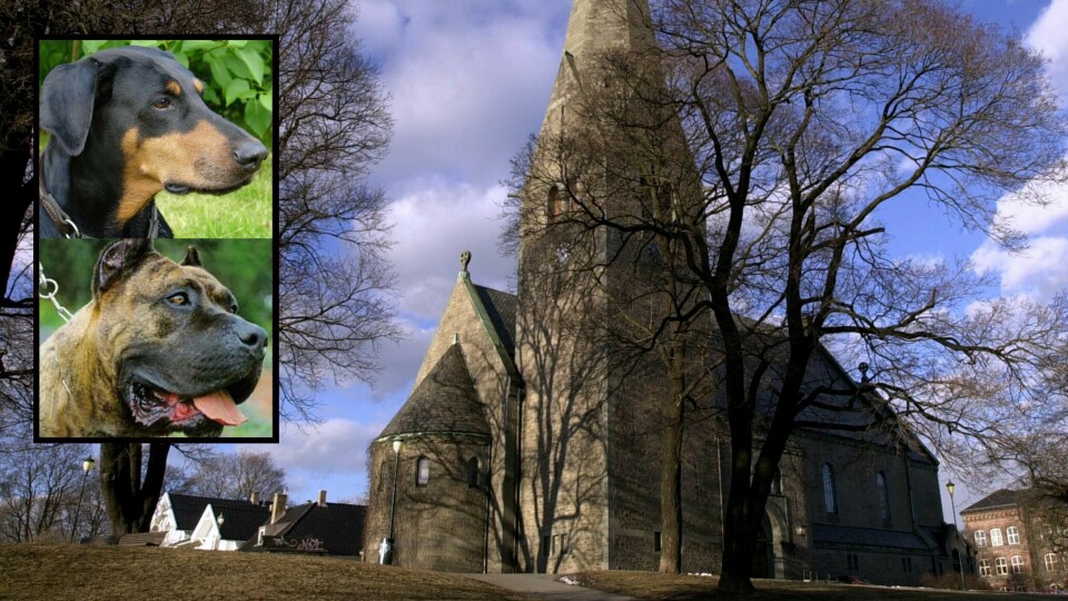 Det var her i Vålerengaparken, ved Vålerenga kirke, at en større hun, en blanding av rasene dobermann og dogo canario (innfelt), bet ihjel en mindre hund tirsdag formiddag.