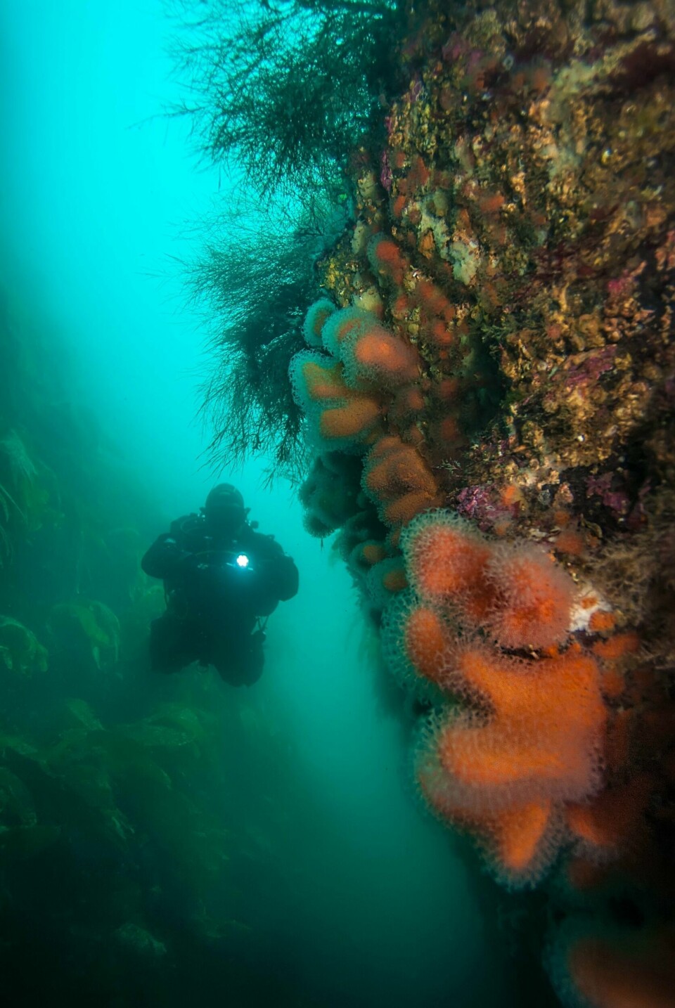 Naturdykk i Lofoten: Lyset og det klare vannet langs kysten og oppover i Nord-Norge får fram de vakre fargene som finnes under overflaten.