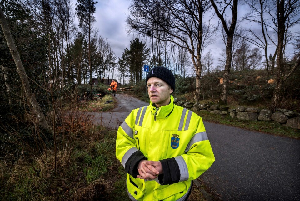 På Litle Ullandhaug har trærne vokst fritt lenge, og derfor skal 200 trær nå hogges ned. Hovedsakelig er det sitkagrantrærne som må bort, fordi disse er dominerende trær, som presser vekk de andre trærne, forteller naturforvalter Vegard Ankarstrand. Arbeidet ventes å være ferdig i løpet av neste uke. FOTO: ROY STORVIK