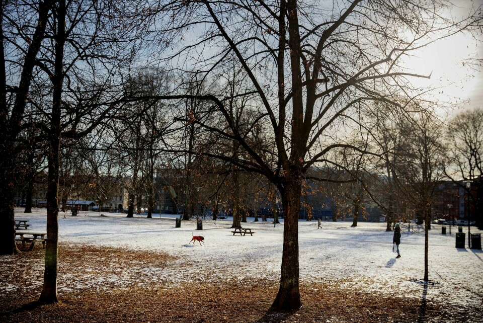 Det var her, midt i Sofienbergparken, at fireåringen ble påtruffet klokken 07.21 i morges.