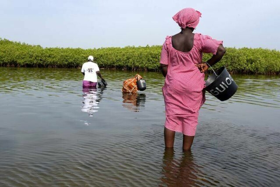 UTVIKLING: Dersom Senegal skal skaffe skatteinntekter nok til å bringe alle ut av fattigdom, måtte marginalskatten vere på 100 prosent eller høgare. Her er østersdyrkarar i vestre Senegal. FOTO: SEYLLOU/NTB SCANPIX