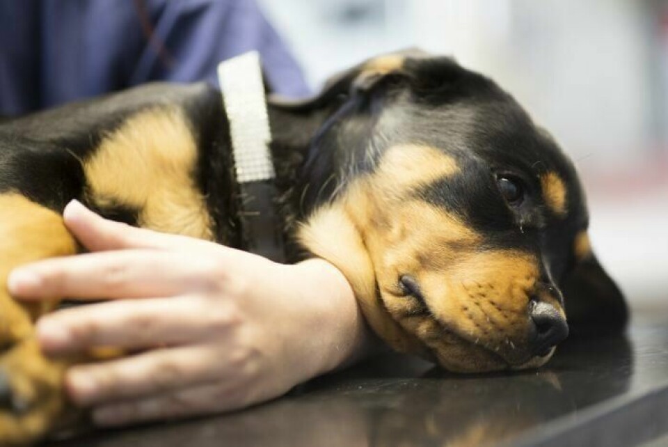 En hund kan bli alvorlig forgiftet av kun noen få druer eller noen biter mørk sjokolade.