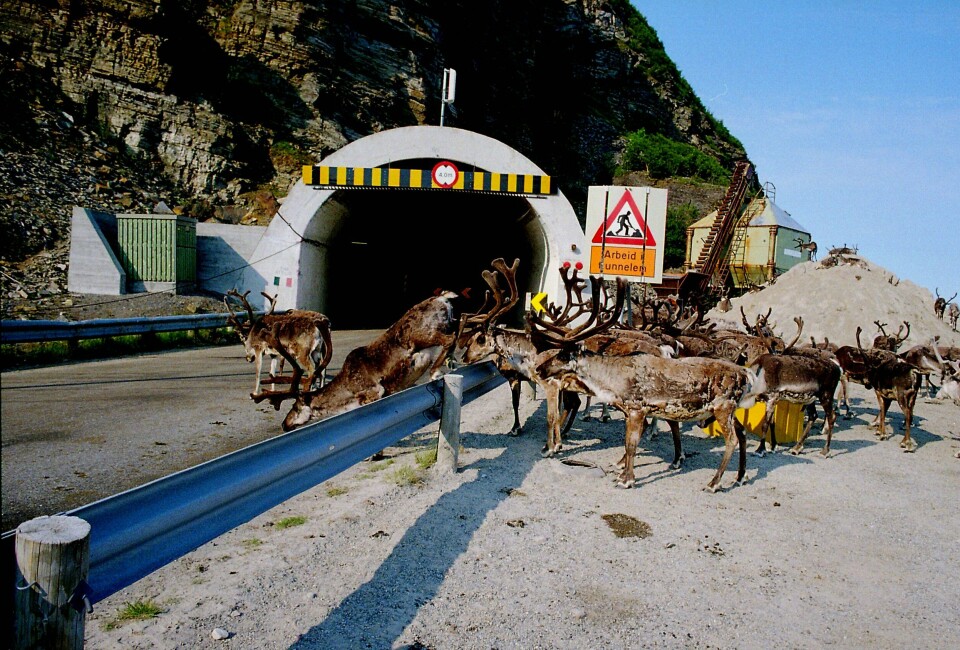 Det er mye reinsdyr på og langs veiene i Finnmark, her er reinsdyr ved tunnel på E69 i Porsanger. Illustrasjonsfoto. Det er mye reinsdyr på og langs veiene i Finnmark, her er reinsdyr ved tunnel på E69 i Porsanger. Illustrasjonsfoto: Berit Keilen / NTB
