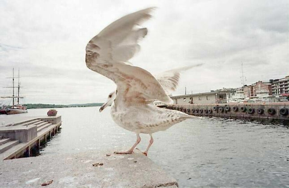 Måker oppfattes som luftens rotter av mange, men heldigvis er det de færreste som mishandler dem av den grunn. FOTO: NTB SCANPIX