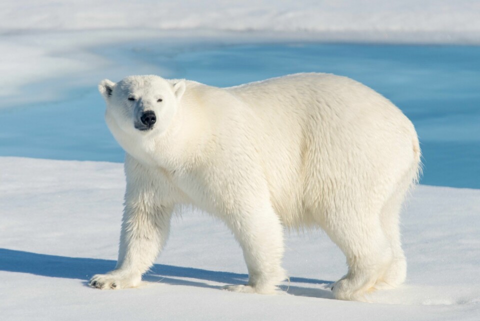Illustrasjonsfoto ISBJØRN: Hvorfor har den ikke pingvin på menyen? Foto: Shutterstock/NTB