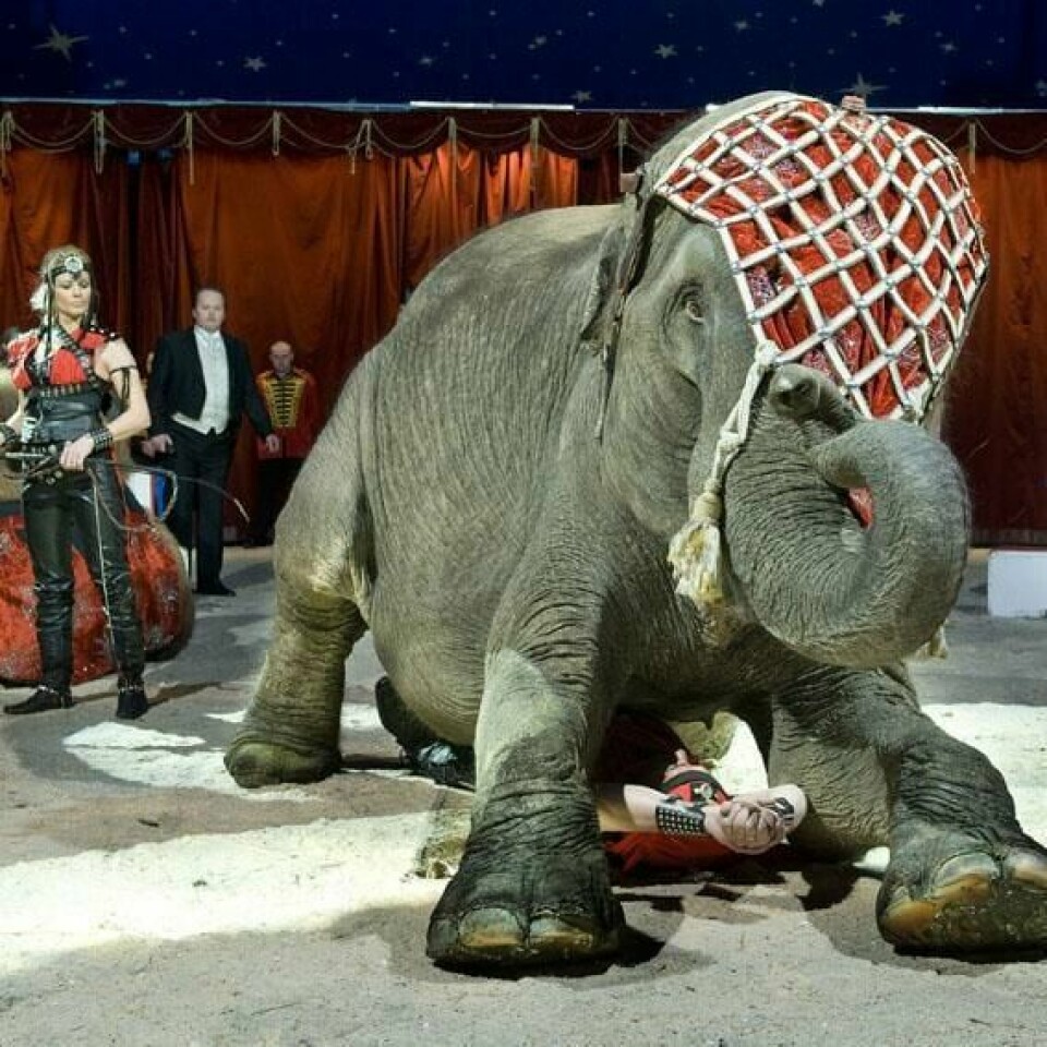 Cirkus Agora kommer i helgen