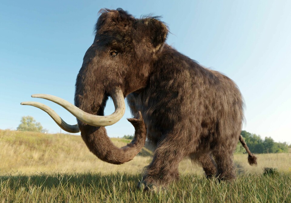Forskere har gjort et stort gjennombrudd i arbeidet med å gjenskape mammuten. Denne 3D-illustrasjonen av en mammut viser hvordan det kan se ut, om arten gjenskapes og får leve fritt i steppelandskap. Forskere har gjort et stort gjennombrudd i arbeidet med å gjenskape mammuten. Denne 3D-illustrasjonen av en mammut viser hvordan det kan se ut, om arten gjenskapes og får leve fritt i steppelandskap.