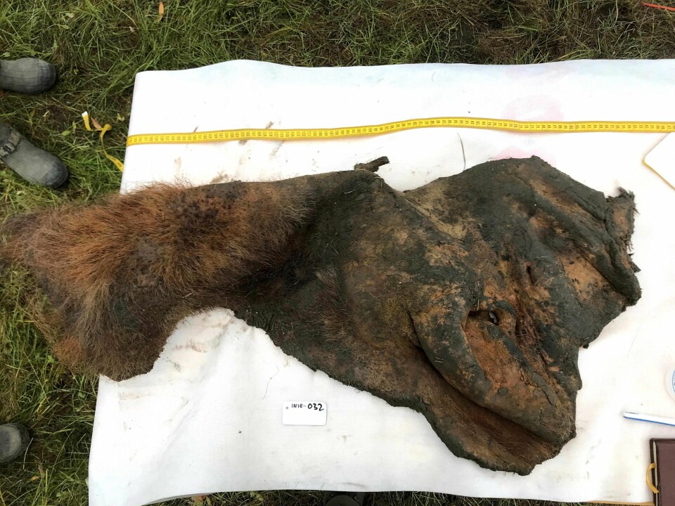 Dette skinnet til en mammut som døde for 52 000 år siden, har blitt brukt til å gjenskape verdens første 3D-genom av en mammut. Genomet kan i fremtiden bli viktig i arbeidet med å gjenskape både mammuten, og flere andre utdødde dyr. Dette skinnet til en mammut som døde for 52 000 år siden, har blitt brukt til å gjenskape verdens første 3D-genom av en mammut. Genomet kan i fremtiden bli viktig i arbeidet med å gjenskape både mammuten, og flere andre utdødde dyr.