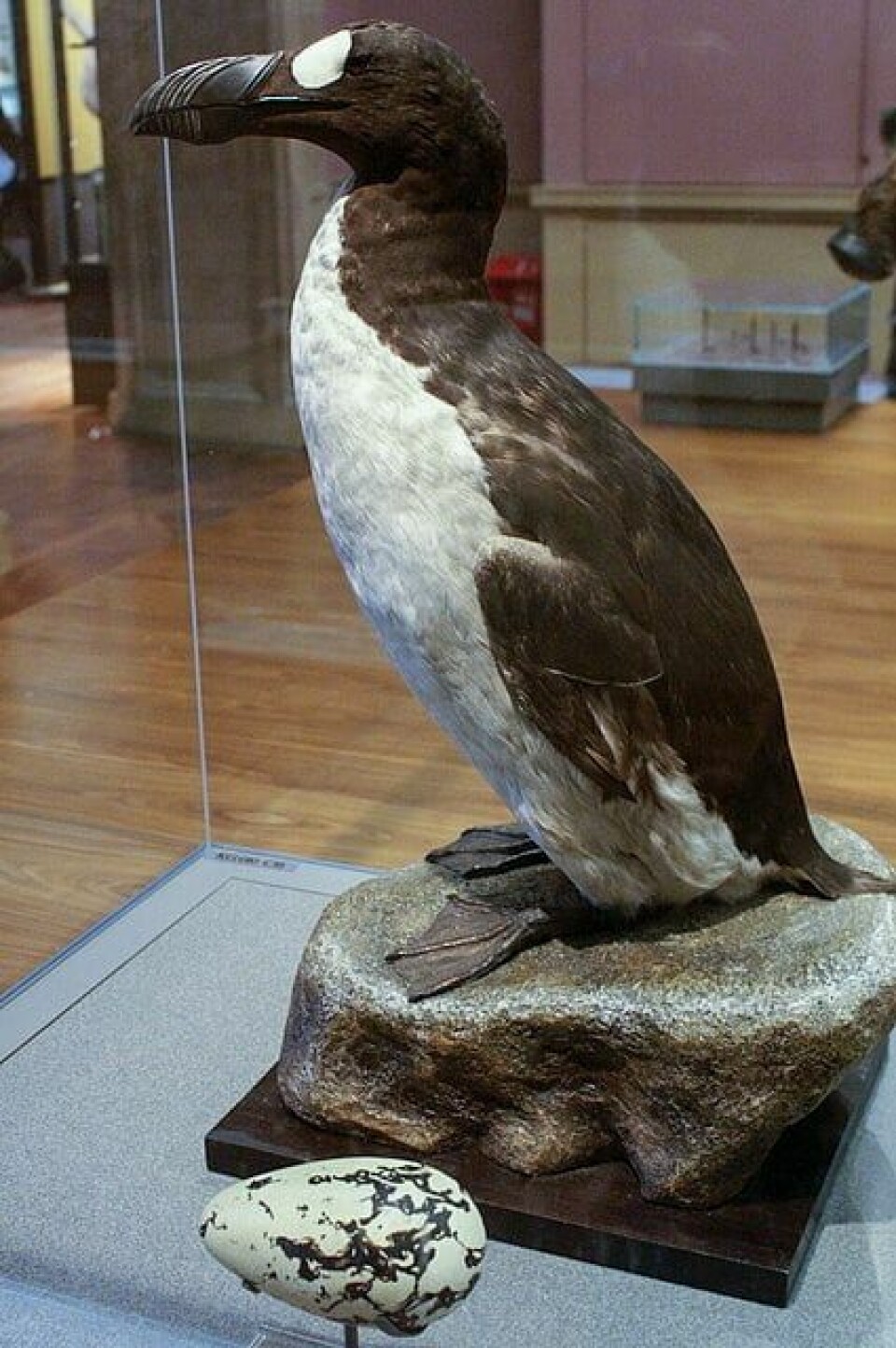 Geirfugl (Pinguinus impennis), som døde ut i siste halvdel av 1800-tallet, var en stor flygeudyktig pelagisk dykkende sjøfugl som tilhørte alkefamilien. Geirfugl (Pinguinus impennis), som døde ut i siste halvdel av 1800-tallet, var en stor flygeudyktig pelagisk dykkende sjøfugl som tilhørte alkefamilien.