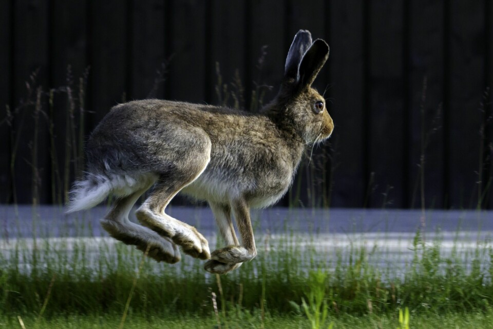 Stor-Elvdal kommune ber innbyggere kokevannet etter å ha påvist harepest i et område. Stor-Elvdal kommune ber innbyggere kokevannet etter å ha påvist harepest i et område. Foto: Cornelius Poppe / NTB