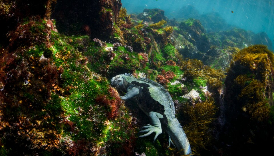 En haviguan som bare finnes på Galápagosøyene, trues av stigende havtemperaturer. En haviguan som bare finnes på Galápagosøyene, trues av stigende havtemperaturer. Foto: Alie Skowronski / AP / NTB