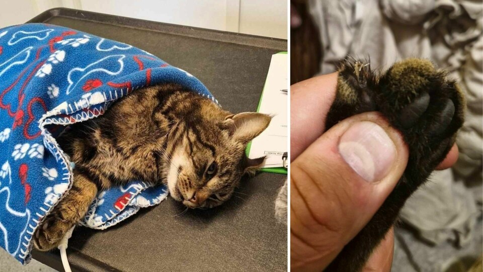 «Admiral Aladdin» måtte avlives mandag. Bildet til høyre viser tilstanden på klørne hans. Admiral Aladdin hos veterinæren. Kloen er nedskrapet.