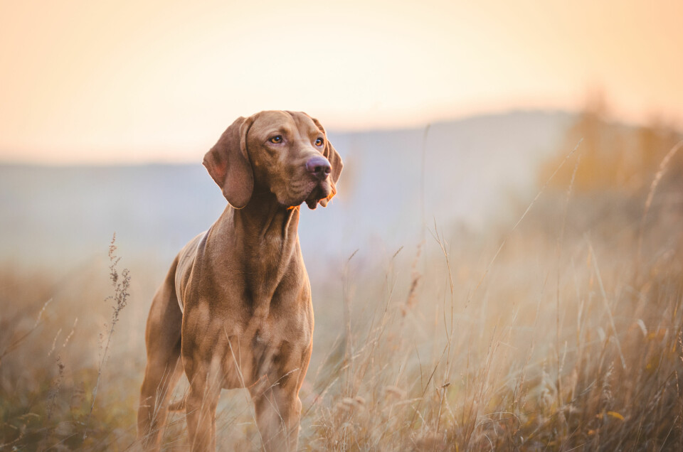 Hva er den vitenskapelige betegnelsen på tamhund? Hva er den vitenskapelige betegnelsen på tamhund?