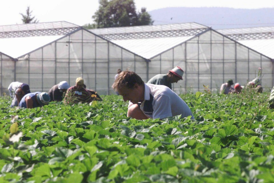 Det er foreløpig en kronglete vei å gå før sesongarbeidere får fortsette å jobbe ved norske gartnerier. Her var jordbærplukkere i sving sommeren 2001. Det er foreløpig en kronglete vei å gå før sesongarbeidere får fortsette å jobbe ved norske gartnerier. Her var jordbærplukkere i sving sommeren 2001. Arkivfoto: Morten F. Holm / NTB