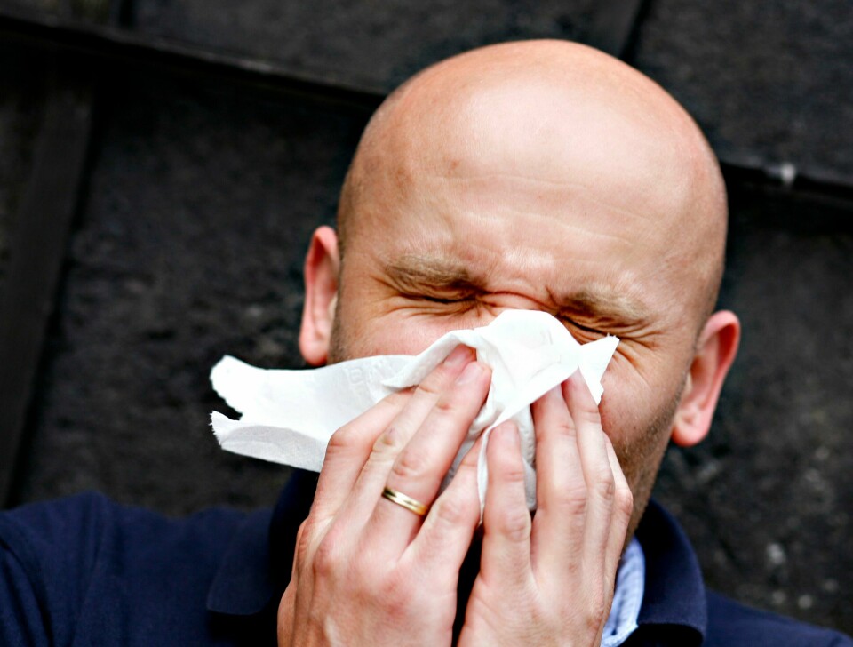 Nysing, et typisk tegn på at det er pollen i lufta.