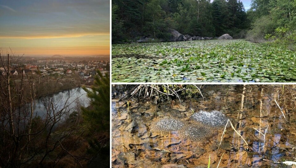 «Tapping av en sentrumsnær dam med et rikt dyre- og planteliv skal det i hvert fall ikke bli noe av!» skriver Bymiljølista i Fredrikstad. «Tapping av en sentrumsnær dam med et rikt dyre- og planteliv skal det i hvert fall ikke bli noe av!» skriver Bymiljølista i Fredrikstad.
