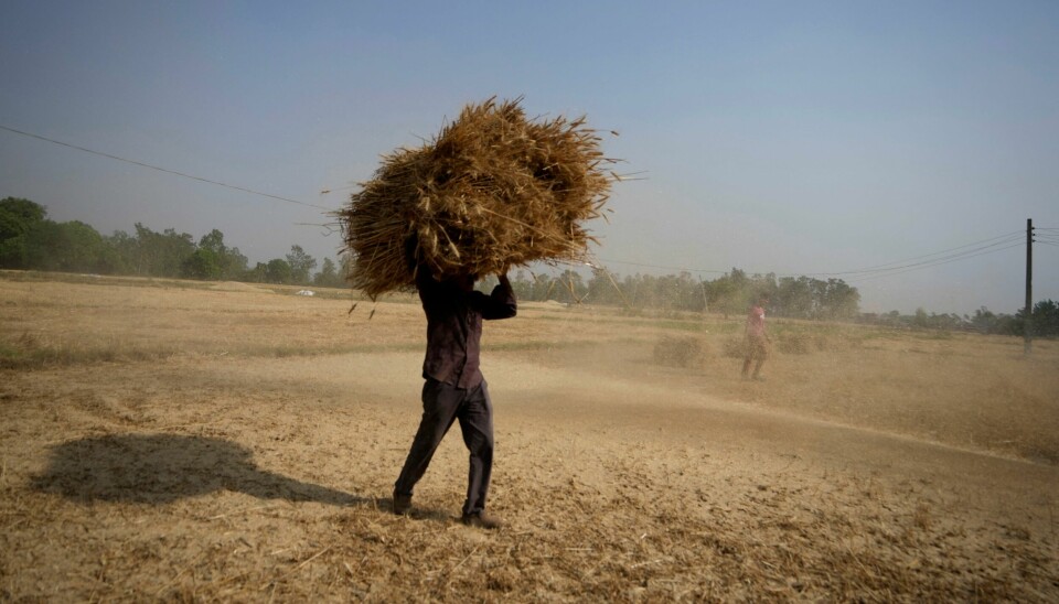 Prisen på hvete skyter i været etter at India kunngjorde at de stanser eksporten. Her fra en hveteåker i Jammu. Prisen på hvete skyter i været etter at India kunngjorde at de stanser eksporten. Her fra en hveteåker i Jammu. Arkivfoto: Channi Anand / AP / NTB