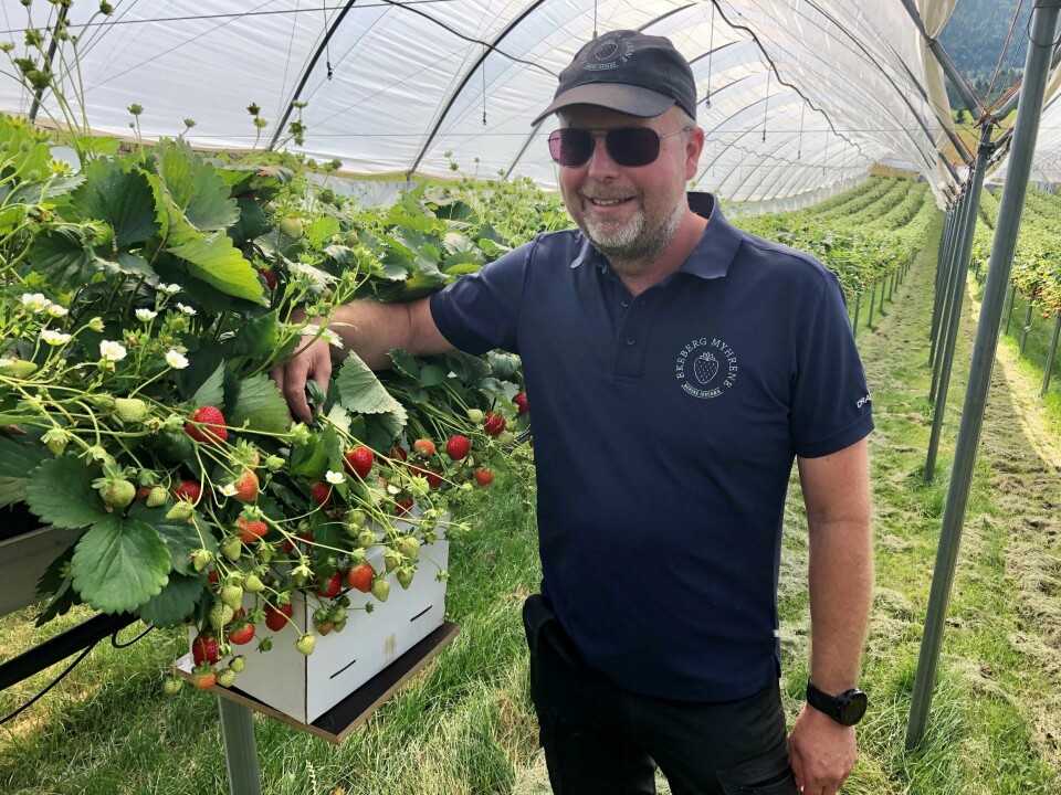 Bjørn Ekeberg hos jordbærprodusentene Ekeberg Myhrene forteller om rekordoppstart på jordbærsesongen. Ekeberg holder til i Skoger i Drammen, mens kompanjong Myhrene har tilhold i Sylling i Lier. Jordbærsesong