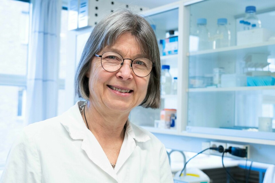 Anne Spurkland, professor i molekylær immunologi ved Universitetet i Oslo. Anne Spurkland, professor i molekylær immunologi ved Universitetet i Oslo.