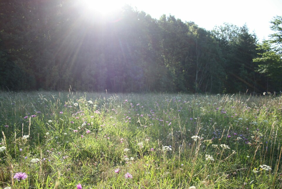 «Naturen er premisset for vår overlevelse og ikke minst for at våre liv skal være fullverdige. Noe vi sikker har kjent ekstra godt på kroppen i disse koronatider. Naturen er viktig.» «Naturen er premisset for vår overlevelse og ikke minst for at våre liv skal være fullverdige. Noe vi sikker har kjent ekstra godt på kroppen i disse koronatider. Naturen er viktig.»