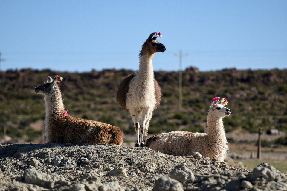 Lamaer samler seg på en haug ved salslettene Salar de Uyuni, et område sentralt i det globale kappløpet etter litium, i Bolivia. Bolivia sitter på store litium-ressurser. Lamaer samler seg på en haug ved salslettene Salar de Uyuni, et område sentralt i det globale kappløpet etter litium, i Bolivia. Bolivia sitter på store litium-ressurser.
