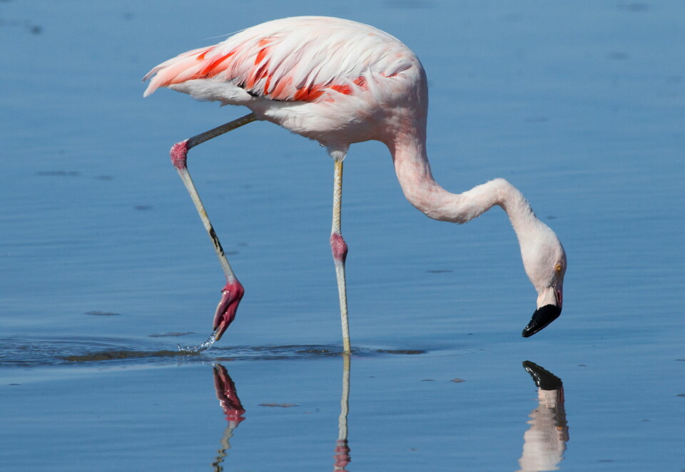 En studie har kommet fram til at litiumutvinning i Atacama-ørkenen i Chile har drevet bort flamingobestanden, ifølge nyhetsbyrået Reuters. En flamingo går over Chaxa-lagunen på saltslettene i Atacama i Chile.