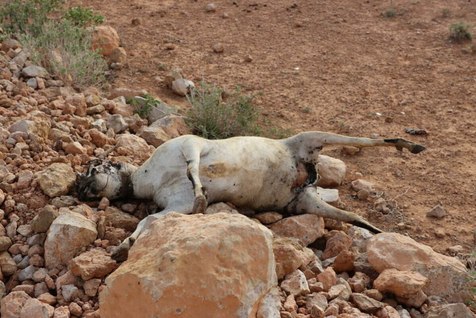 Mange tusen dyr i Somalia dør nå på grunn av vannmangel. Det får store konsekvenser for menneskene som lever av dem. Mange tusen dyr i Somalia dør nå på grunn av vannmangel. Det får store konsekvenser for menneskene som lever av dem.