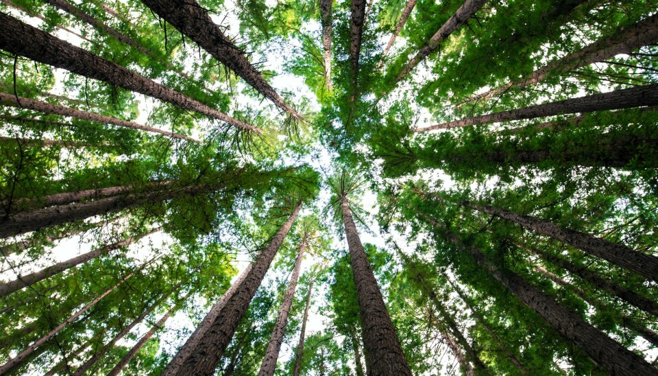 «Ikke tenk på naturen som forsvinner. Det er mye mer behagelig å sette barna til med en iPad enn å ta dem med ut i skogen.»