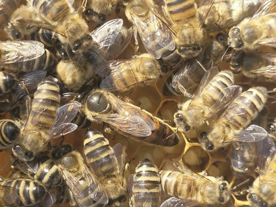 Selv om det ikke har vært tradisjon for å låse fast bikuber, finnes det andre måter å sikre biene sine på. Man kan både markere dronningen med en kode eller farge, eller man kan chippe kubene og bli varslet dersom noen flytter på dem. Selv om det ikke har vært tradisjon for å låse fast bikuber, finnes det andre måter å sikre biene sine på. Man kan både markere dronningen med en kode eller farge, eller man kan chippe kubene og bli varslet dersom noen flytter på dem.