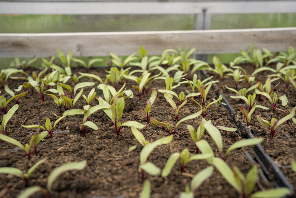 Å drive gård på denne måten er framtiden, sier økobonden René Cortis. I drivhuset venter 3.000 planter på å bli plantet ut. Å drive gård på denne måten er framtiden, sier økobonden René Cortis. I drivhuset venter 3.000 planter på å bli plantet ut.