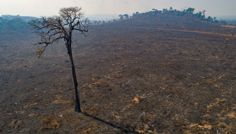 Et område som nylig var blitt avskoget av kvegbønder i den brasilianske delstaten Para i 2020. Et område som nylig var blitt avskoget av kvegbønder i den brasilianske delstaten Para i 2020. Foto: Andre Penner / AP / NTB
