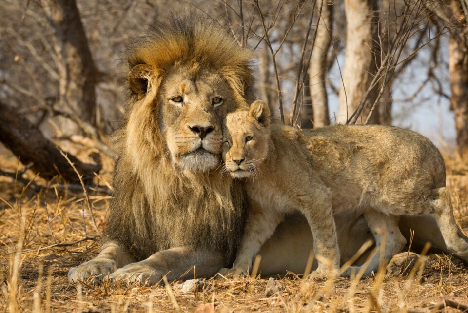 Etter tiår med forfall er den Sør-Afrikanske nasjonalparken Babanango Game Reserve igjen blitt et eldorado for ville dyr, som blant annet løver. LØVER: Liker seg i flokk. Foto: Shutterstock