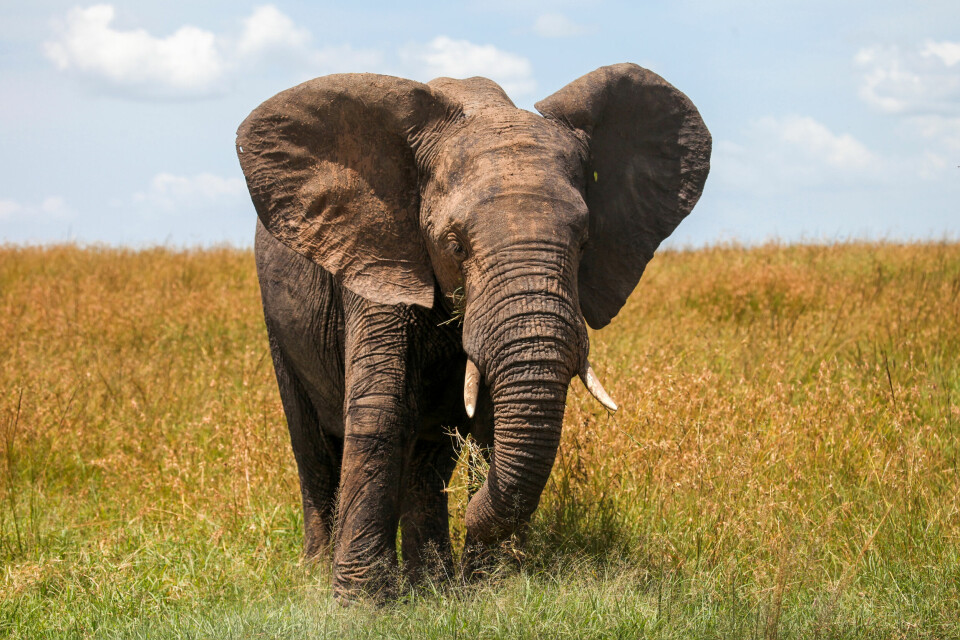 Afrikansk elefant. AFRIKANSK ELEFANT: Kan ha en skulderhøyde på 3,5 meter. Foto: Shutterstock / NTB