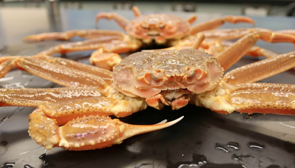 Strid om fangst av snøkrabber som denne er utgangspunktet for rettssaken som kan få skjebnesvangre følger for Norges suverenitet. This undated handout photo courtesy of NOAA Fisheries shows a mature male snow crab on the deck of a survey vessel in Alaska. - Climate change is a prime suspect in a mass die-off of Alaska's snow crabs after the state took the unprecedented step of canceling their harvest this season to save the iconic species.