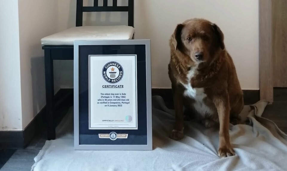 Bodi (30) har levd hele livet sitt med Costa-familien i Portugal. Her med beviset på at han har blitt tidenes eldste kjente hund. Bodi (30) har levd hele livet sitt med Costa-familien i Portugal. Her med beviset på at han har blitt tidenes eldste kjente hund.
