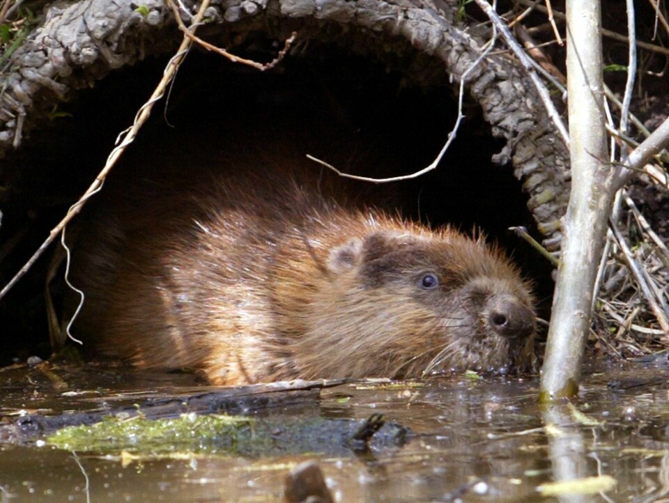Naturens byggingeniører, beverne, har bedret forholdene for viktige våtmarker i USA og Canada. Naturens byggingeniører, beverne, har bedret forholdene for viktige våtmarker i USA og Canada.
