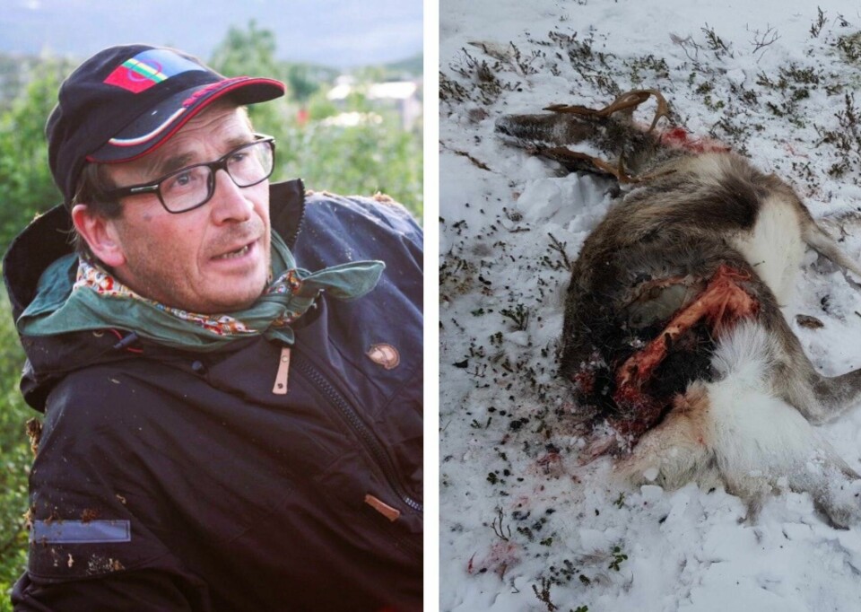 Nils Johan Kappfjell, reindriftseier og leder for Voengel Njaarke reinbeitedistrikt sier rovdyr gjør store inngrep på reinflokken. Nils Johan Kappfjell, reindriftseier og leder for Voengel Njaarke reinbeitedistrikt sier rovdyr gjør store inngrep på reinflokken.