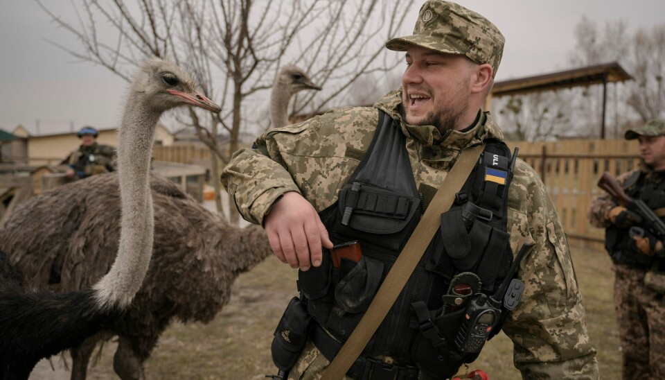 En ukrainsk soldat passer seg for en struts, under evakueringen av et privateid zoo under russernes angrep i områdene utenfor Kyiv i mars 2022. En ukrainsk soldat passer seg for en struts, under evakueringen av et privateid zoo under russernes angrep i områdene utenfor Kyiv i mars 2022.
