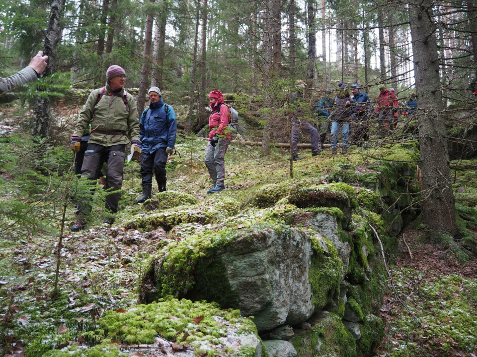 Østmarka er et eldorado for natur- og friluftslivsinteresserte, og Statsforvalterens forslag vil ta vare på disse verdiene, mener Helga Gunnarsdóttir. Bildet er fra en guidet tur som Østmarkas Venner arrangerte i fjor høst. Den såkalte Plankeveien er et av kulturminnene som foreningen mener bør vernes inne i nasjonalparken. Østmarka, nasjonalpark.