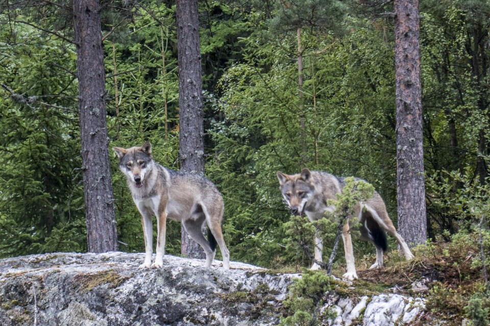 – Å utrydde ulv er ikke en løsning for fremtidens generasjoner. Det er en gammeldags og uvettig løsning som kun handler om å nå noen prosentpoeng opp på partibarometret, skriver Birgitte Førsund. Ulv