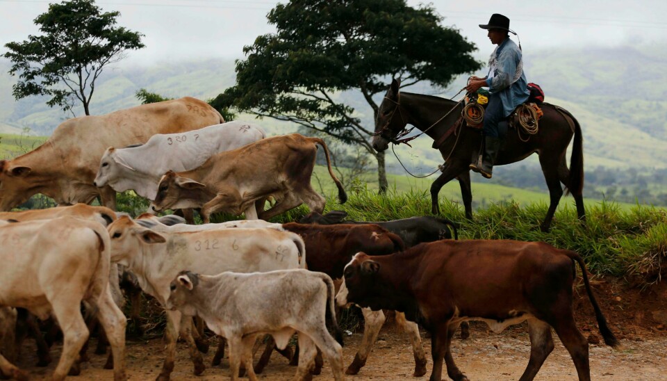 En mann gjeter kveget sitt nær Mesetas, Colombia. De siste førti årene har en økning i ulovlig kvegdrift gjort at stadig mer regnskog brennes, ifølge en ny rapport. En mann gjeter kveget sitt nær Mesetas, Colombia. De siste førti årene har en økning i ulovlig kvegdrift gjort at stadig mer regnskog brennes, ifølge en ny rapport.