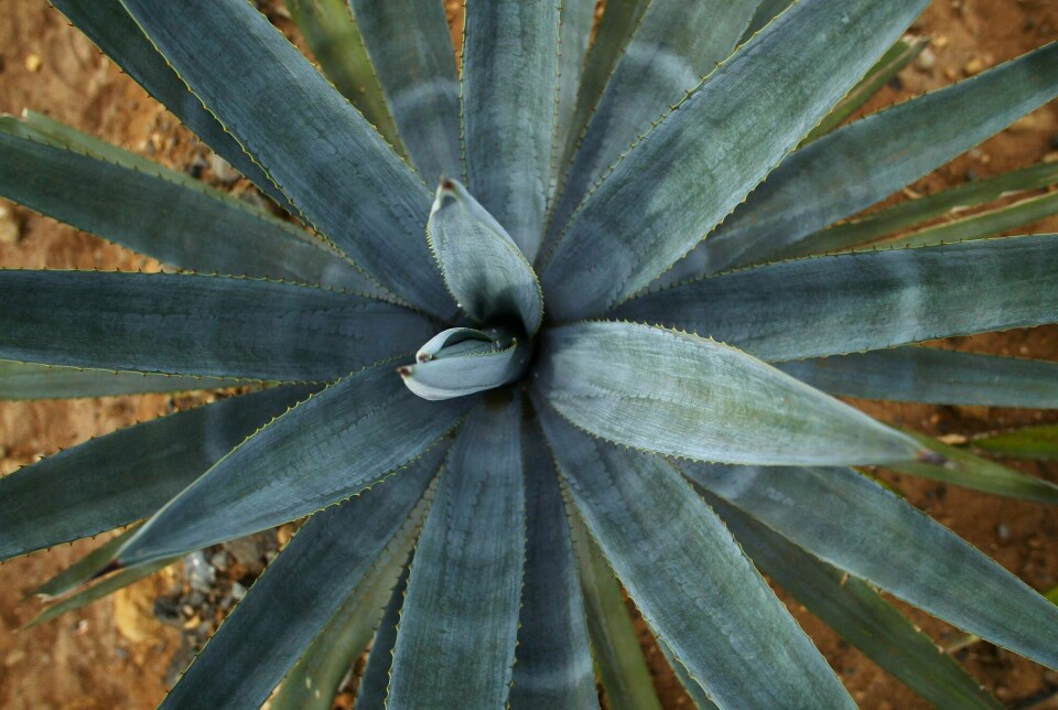 Blå agave er hovedingrediensen i tequila. Forskere tror klimaendringene vil påvirke mulighetene til å dyrke planten. Blå agave er hovedingrediensen i tequila. Forskere tror klimaendringene vil påvirke mulighetene til å dyrke planten.