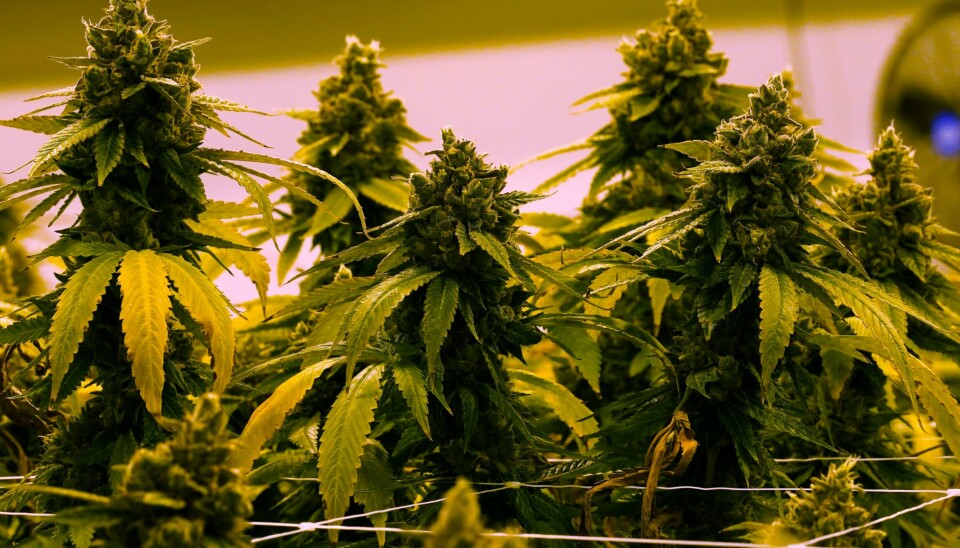 Det mange av oss mener, er at forbudet mot cannabis er lite hensiktsmessig og til og med til hinder for å løse «cannabisproblemet», skriver artikkelforfatterne. Illustrasjonsbilde fra en plantasje for medisinsk cannabis i Virginia, USA. Cannabisplanter på en plantasje i Virginia, USA, en av flere delstater som har legalisert marihuana. Foto: Steve Helber / AP / NTB