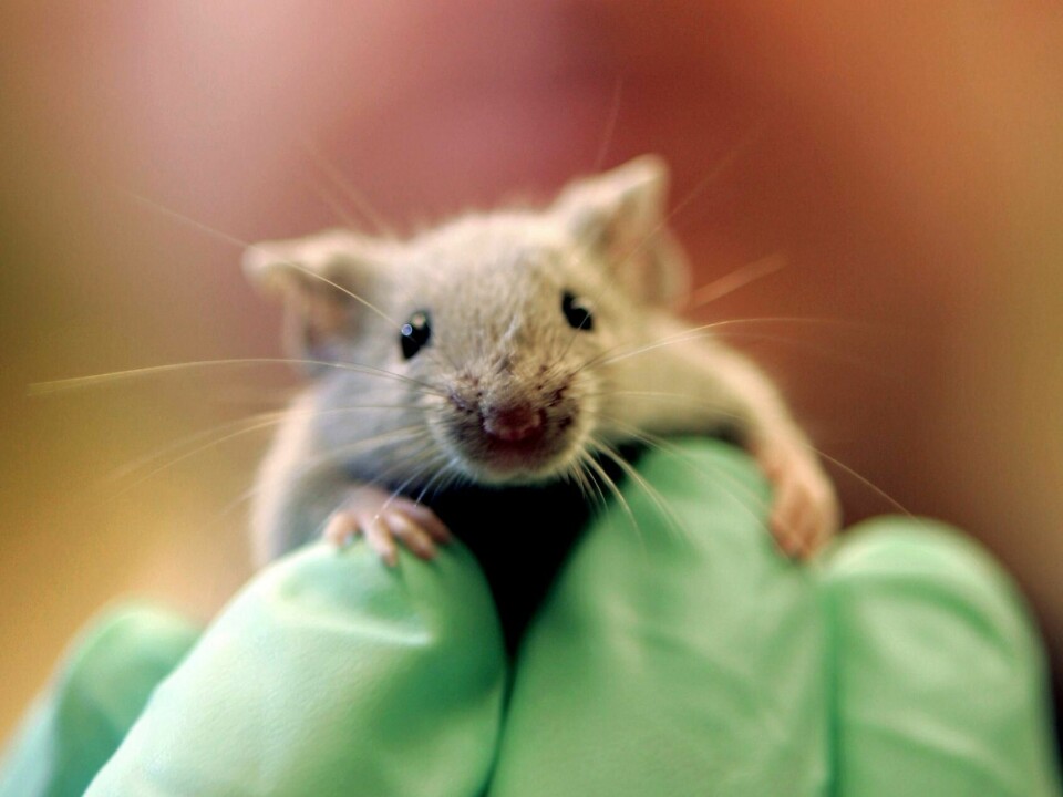Denne laboratoriemusa er en de rundt to millionene mus som årlig blir avla fram for medisinsk og annen forskning ved Jackson Laboratory i Maine i USA. Denne laboratoriemusa er en de rundt to millionene mus som årlig blir avla fram for medisinsk og annen forskning ved Jackson Laboratory i Maine i USA.