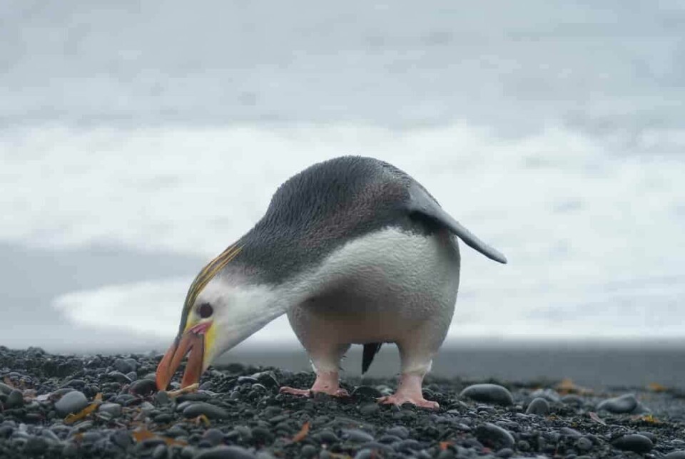 Hvitkinnpingvinen er en av artene som holder til på Macquarieøya. CC BY 2.0 Hvitkinnpingvinen er en av artene som holder til på Macquarie Island. CC BY 2.0