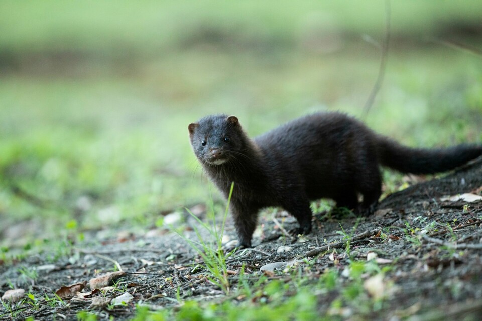 Minken begynte å spre seg i Norge i forrige århundre. MINK: Begynte å spre seg i Norge i forrige århundre. Foto: Shutterstock / NTB